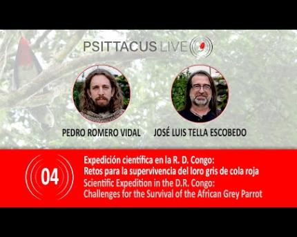 Challenges for the survival of the red-tailed grey parrot