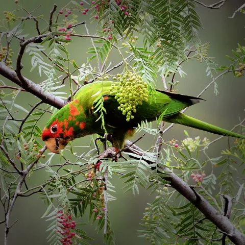Parrot