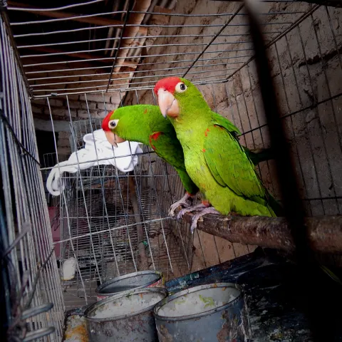 Parrots
