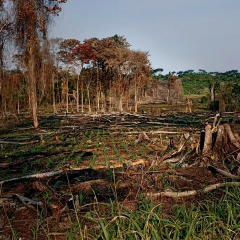 Deforestation
