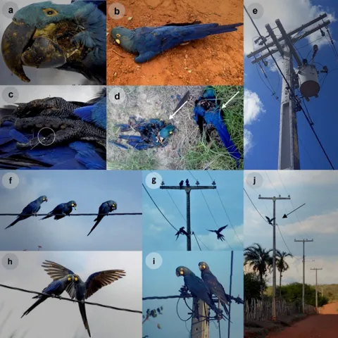 Powerlines and parrots