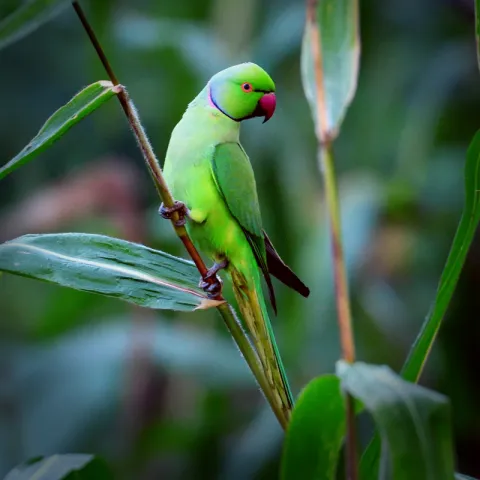Parakeet