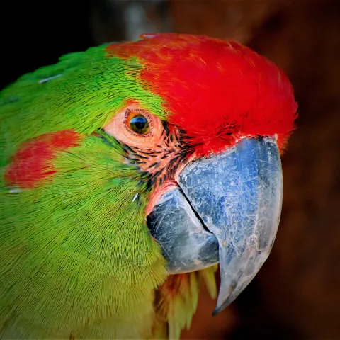 Parrot